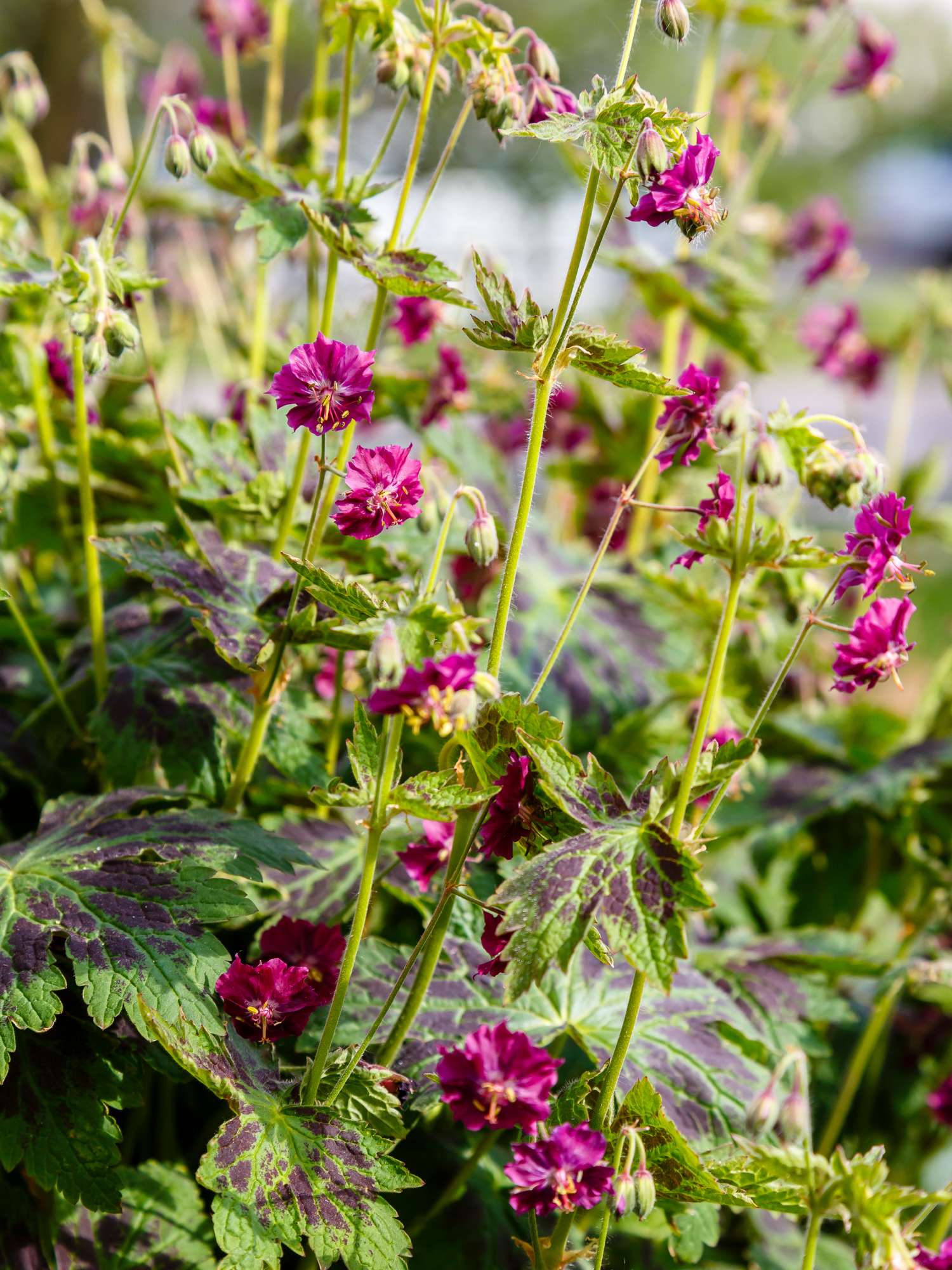 Kurjenpolvi 'Samobor'